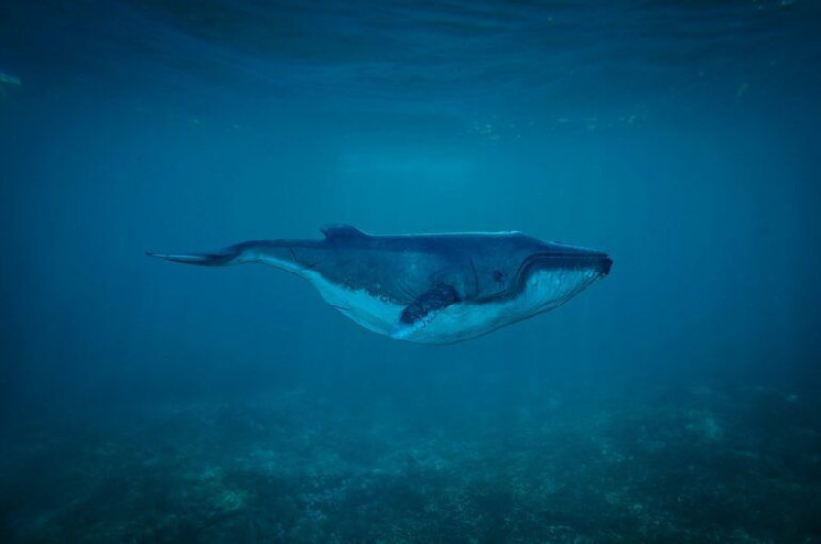 Криптовалютный кит добавил 101 миллиард токенов PEPE после четырехмесячного перерыва, несмотря на нереализованные убытки в 2,18 миллиона долларов.