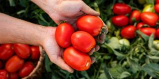 Криптоигроки ждут аирдроп и запуск токена в игре Tomarket: путаница и задержки вызывают недовольство среди пользователей