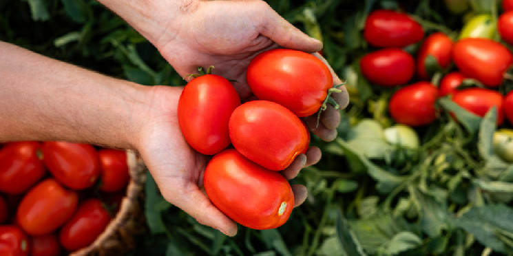 Tomarket: очікування аірдропу та старт токена TOMA у грі Telegram.