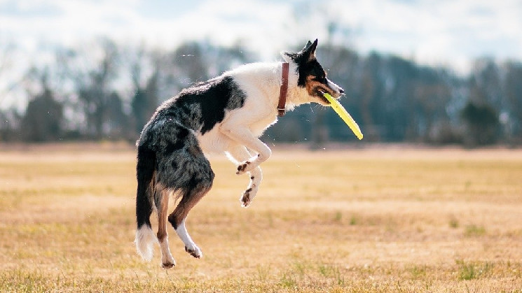 Dogecoin (DOGE) демонструє зростання на 62% за тиждень: історичні аналогії та прогнози на майбутнє