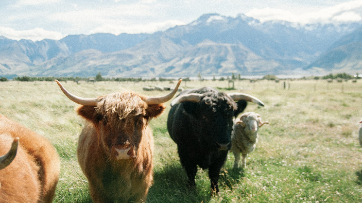 Биткойн превышает $82,000: Криптоакции в США стремительно растут