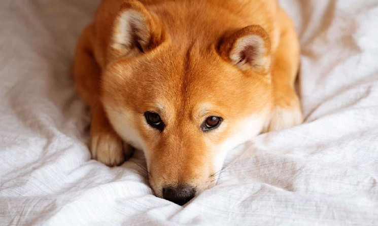 Крипто-ралі охололо: Shiba Inu та Dogecoin повернулися до двозначних цифр, ліквідації досягли 900 мільйонів доларів