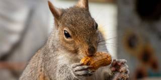 Трейдер из $16 стал мультимиллионером за 2 недели на мем-коине Peanut the Squirrel
