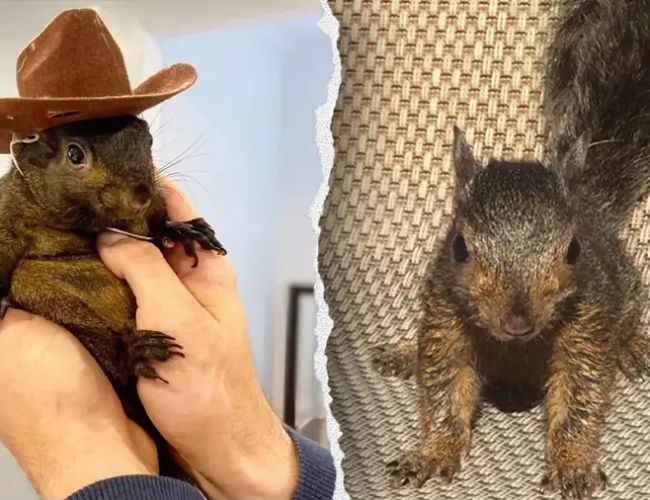 Рост мемкойна PNUT на 200% после твита Илона Маска: перспективы и влияние на рынок криптовалют