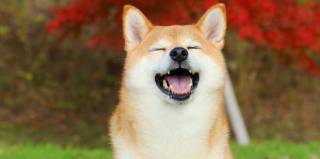 Флоки (FLOKI) взлетел на 21% после анонса Coinbase о листинге мем-токена