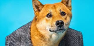 Мем-коіни лідирують у зростанні: нові рекорди перевершують Dogecoin за тиждень