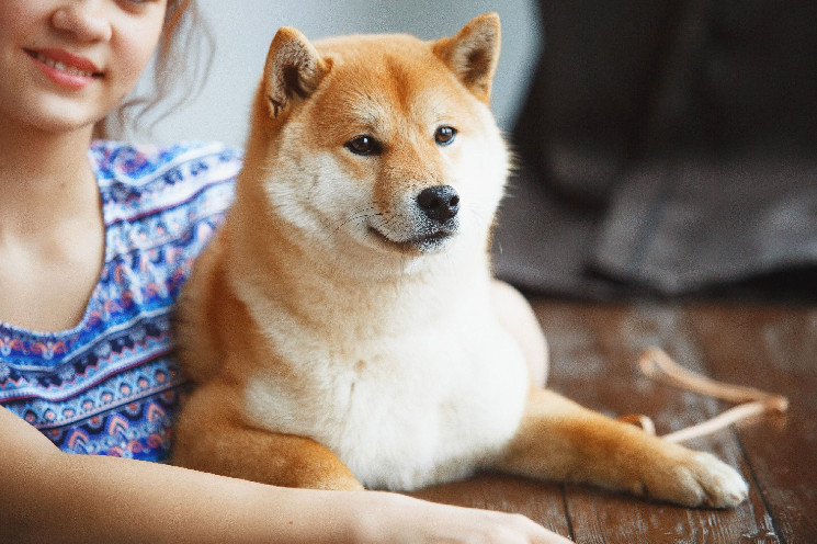 SHIB на пороге роста: как Shiba Inu может взлететь до $0,000085